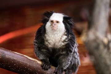 White-fronted marmoset, portrait of a monkey