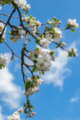 Branch blossom apple tree and blue sky with white clouds