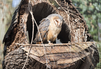 A sleeping owl in a hollow in the tree