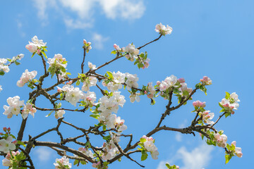 Branch blossom apple tree and blue sky with white clouds