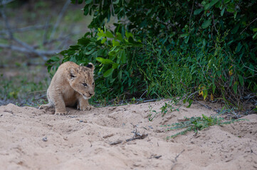 A tiny Lion cub seen on a safari in South Africa