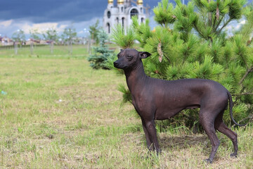 The Xoloitzcuintle, Mexican Hairless Dog. A purebred dog poses.