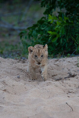 A tiny Lion cub seen on a safari in South Africa