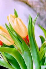 Yellow tulips in a vase for spring