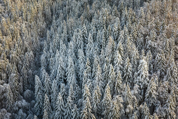 Aerial mountain forest landscape in winter covered in snow. Sunlight on white spruce trees.