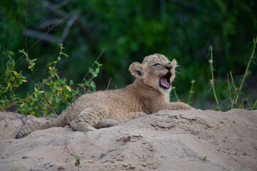 A tiny Lion cub seen on a safari in South Africa