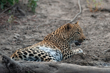 A female leopard seen on a safari in South Africa