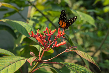 Schmetterling 1