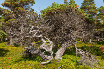 Pine with twisted trunk on the coast of the White Sea, Russia..A tree with a twisty, twisted trunk and branches with a picturesque view