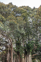 Piazza Marina - square of Palermo in the quarter of the Kalsa, within the historic centre of Palermo. Public Garibaldi Garden with oldest tree dominates the square. Palermo. Italy, Sicily.