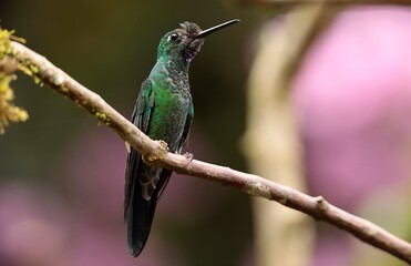 Green-crowned brilliant - male(Heliodoxa jacula) Ecuador