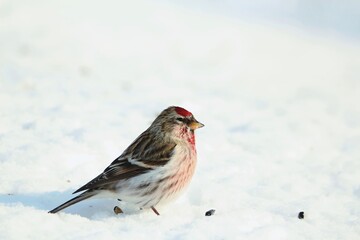 Сommon Redpoll stands in profile on blue snow on sunny winter day. The sun glare is reflected in the brown eye of the bird. Small northern bird with pink feathers on the head and chest outdoors.