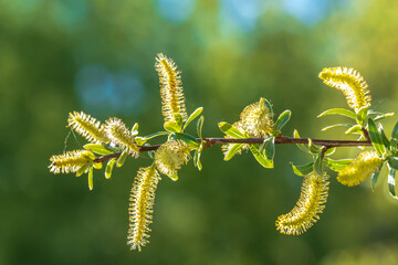 Salix alba, white willow tree in Springtime, pollen and catkins closeup - obrazy, fototapety, plakaty
