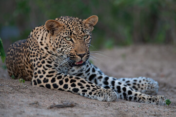 Fototapeta premium A female leopard seen on a safari in South Africa