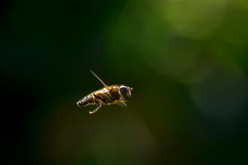 Eristalis pertinax hoverfly closeup