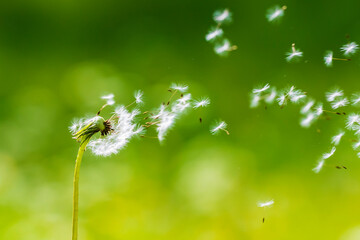Dandelion seeds blowing away with the wind in a natural blooming meadow