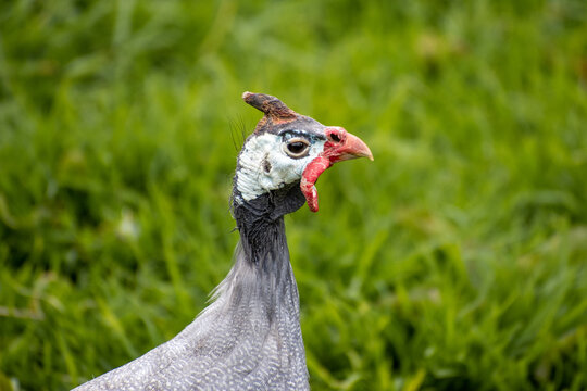 Gallina de guinea malvada