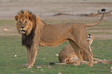 Obraz premium Lions in Kruger National Park