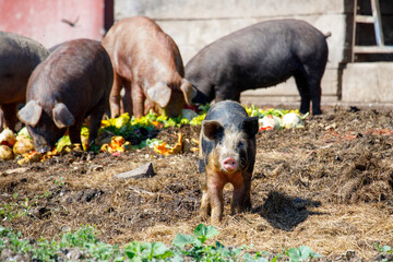 Pigs on a farm.