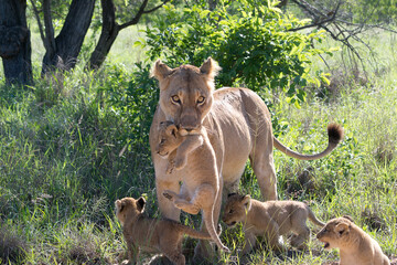 Lions in Kruger National Park