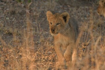 Lions in Kruger National Park