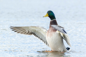 Washing mallard dabling duck, Anas platyrhynchos, portrait
