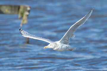 glaucous gull Larus hyperboreus in flight