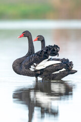 Black swan, Cygnus atratus, posing and preening
