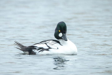 Closeup of a common goldeneye male Bucephala clangula waterfowl