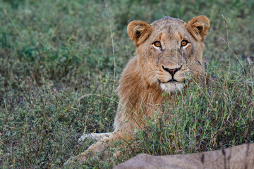 Wild Lions taken in Southern Africa, Kruger Park and Kgalagadi Park