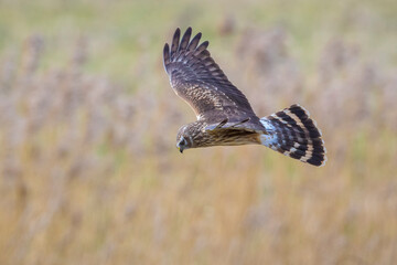 Hen harrier Circus cyaneus hunting