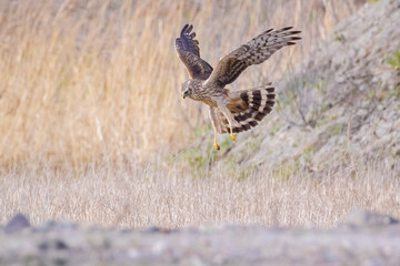 Hen harrier Circus cyaneus hunting