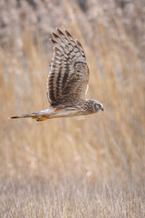 Hen harrier Circus cyaneus hunting