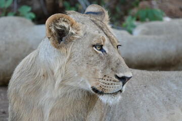 Wild Lions taken in Southern Africa, Kruger Park and Kgalagadi Park