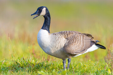 Canadian goose Branta canadensis in a meadow