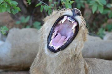 Wild Lions taken in Southern Africa, Kruger Park and Kgalagadi Park