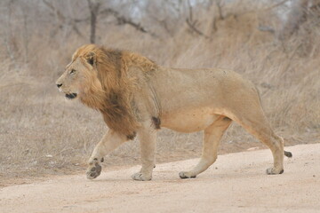 Wild Lions taken in Southern Africa, Kruger Park and Kgalagadi Park