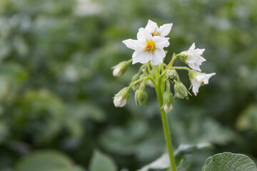 Potato plant. Young potato flower close-up. Green background
