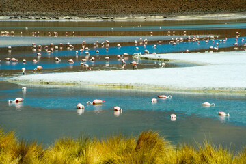 Fototapeta na wymiar Flamingos in Laguna Hedionda, Potosi Department, Bolivia
