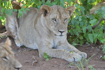 Fototapeta na wymiar Wild Lions taken in Southern Africa, Kruger Park and Kgalagadi Park