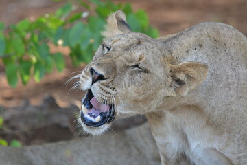 Wild Lions taken in Southern Africa, Kruger Park and Kgalagadi Park