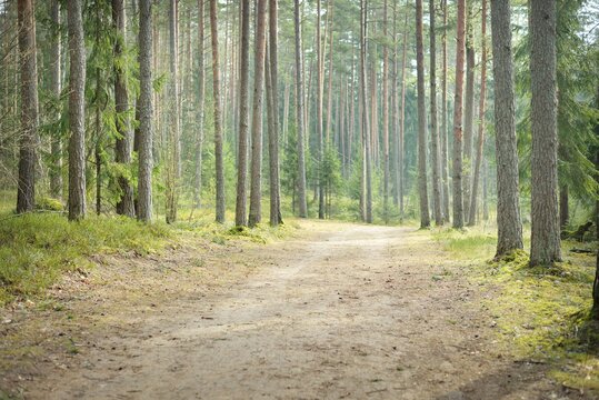 Rural road through the evergreen forest. Pine, fir, spruce trees, tree logs, green plants, moss. Mist, soft sunlight. Spring landscape. Europe. Nature, ecology, environment, ecotourism, nordic walking