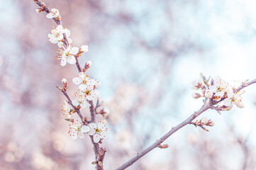 Fototapeta na wymiar White cherry blossom, idea of the spring awakening