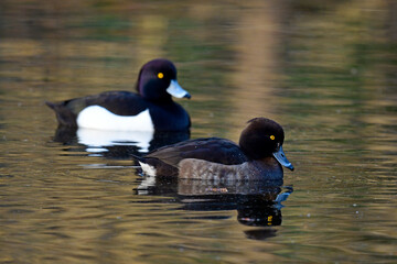 Reiherenten - Pärchen // Tufted duck - couple (Aythya fuligula)