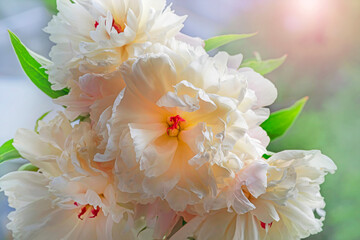 Blooming peonies in the garden on a sunny day