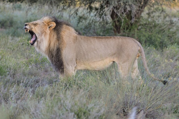 Wild Lions taken in Southern Africa, Kruger Park and Kgalagadi Park