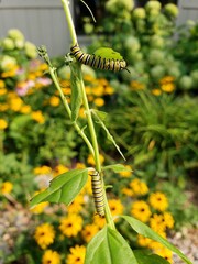 Monarch caterpillar