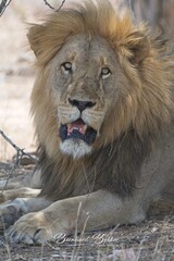 Wild Lions taken in Southern Africa, Kruger Park and Kgalagadi Park