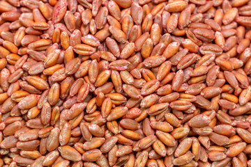 Wheat seeds, cereal seeds with red seed dressing or seed treatment