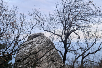 evening natural landscape - gray cracked stone amid blurry winter trees and sea